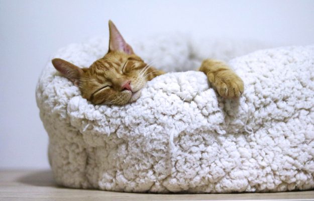 orange-cat-sleeping-on-white-bed-1560424