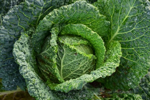 cabbage and potato soup